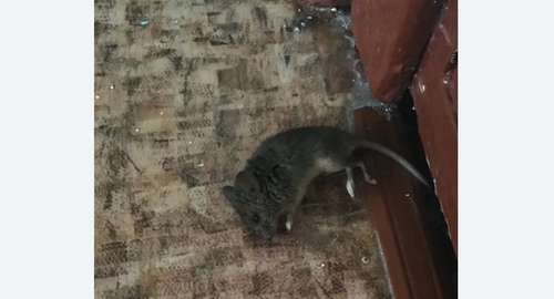 Дезинфекция от мышей в Фили-Давыдково города Москвы