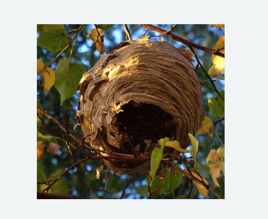 Обработка от шершней в Фили-Давыдково города Москвы