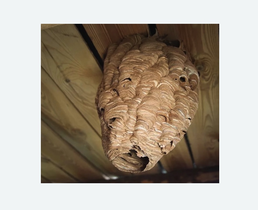 обработка от шершней в Фили-Давыдково города Москвы