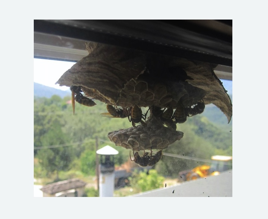 Уничтожение гнёзд шершней в Фили-Давыдково города Москвы