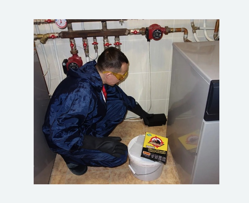 Уничтожение крыс в Фили-Давыдково города Москвы