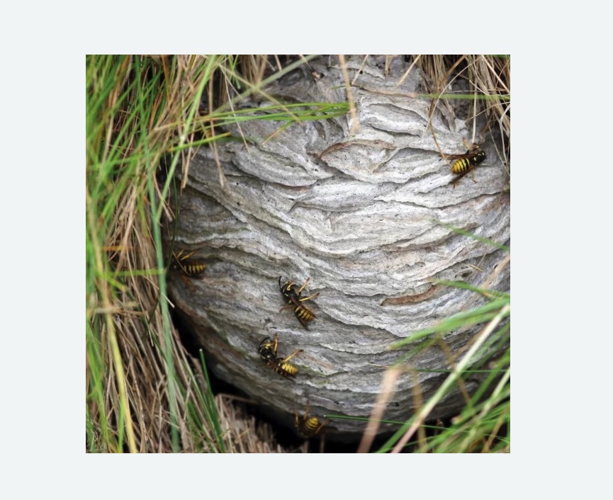 Уничтожение ос и ульев в Фили-Давыдково города Москвы